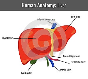 Human Liver detailed anatomy. Vector Medical