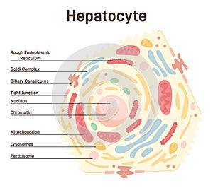 Human liver hepatocyte anatomy. Internal organ main parenchymal