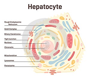 Human liver hepatocyte anatomy. Internal organ main parenchymal photo