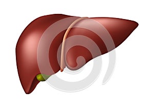 Human Liver - Human Organs Collection, realistic vector illustration