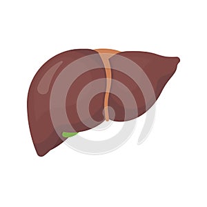 Human liver icon isolated on white background. Vector illustration