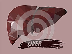 Human liver in triangulation style. Vector graphics