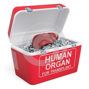 Human liver inside portable fridge for transporting donor organs