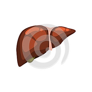 Human liver, internal organ anatomy vector Illustration on a white background