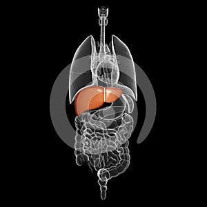 Human liver organ with interior view