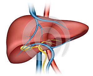 Human liver structure