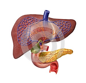 Human Liver system cutaway photo