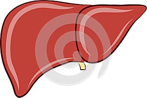 Human liver vector