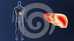 Human Liver zoom with Anatomy