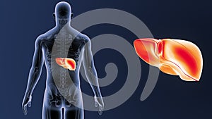 Human Liver zoom with Skeleton Body