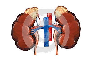Human low poly kidneys with vein and aorta, suprarenal adrenal photo