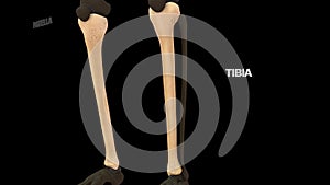 Human lower limb bone Tibia