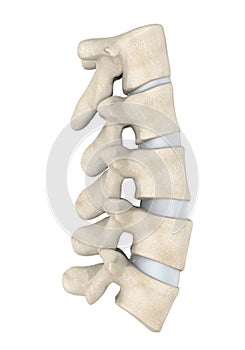 Human Lumbar Spine Anatomy Isolated