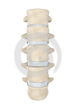 Human Lumbar Spine Anatomy Isolated