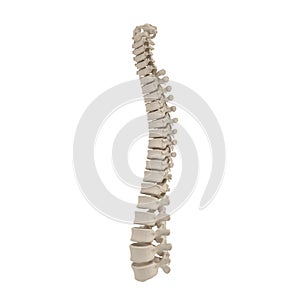 Human Lumbar Spine Anatomy on white. 3D illustration