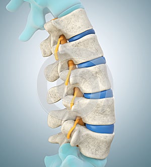 Human lumbar spine model demonstrating normal discs