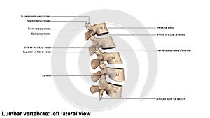 Human Lumbar vertebral column photo