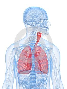 Human lung