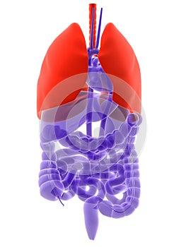 Human lung