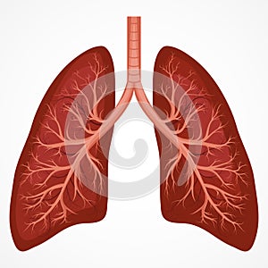 Human Lung anatomy diagram photo
