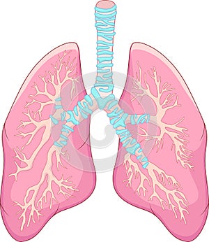 Human lung anatomy photo