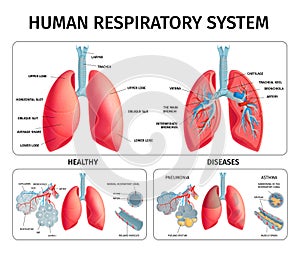 Human Lung Anatomy Infographics