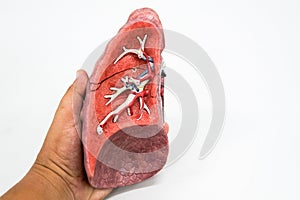 Human lung anatomy model