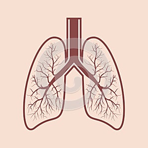 Human lung anatomy. Respiratory system graphics. Vector.