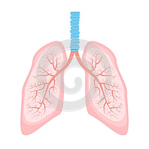 Human lung illustration.