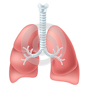 Human lung photo
