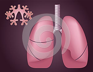 Human lungs alveoli . Medical science / anatomy