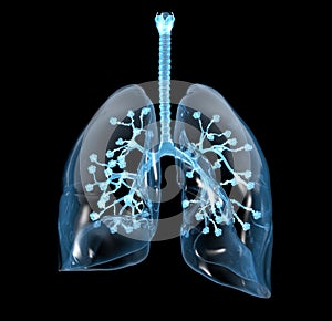 Human lungs with alveolis, medically 3D illustration photo