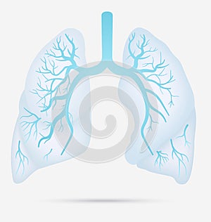 Human lungs anatomy for asthma, tuberculosis, pneumonia. Lung ca