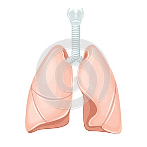 Human lungs anatomy photo