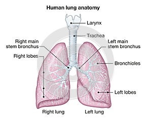 Human lungs anatomy, medically illustration photo