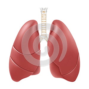 Human lungs anatomy structure. Realistic 3d vector illustration isolated on white background. Front view in detail. Right and left
