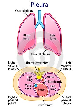 Human lungs anatomy vector