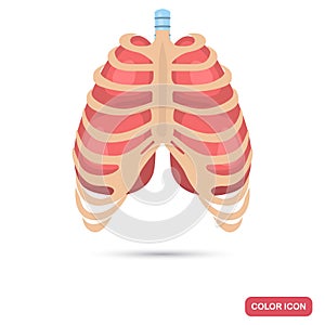 Human lungs behind the thorax color flat icon