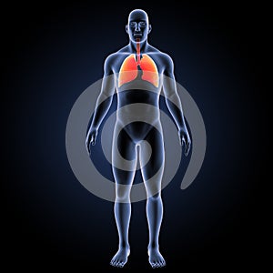 Human Lungs with body anterior view