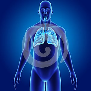 Human Lungs with Body Anterior view