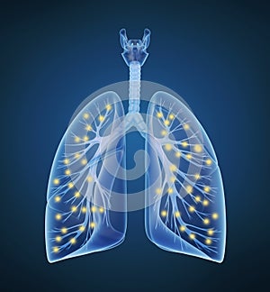 Human lungs and bronchi and oxygen in x-ray view