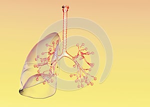 Human lungs with bronchi and pulmonars alveoli, artwotk photo