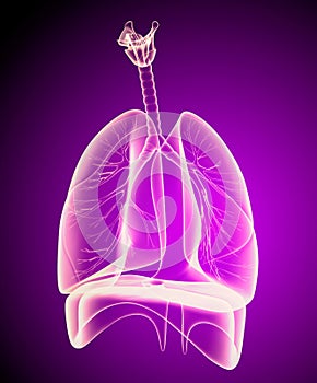 Human lungs and bronchi