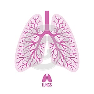 Human Lungs with Bronchial Tree