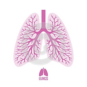 Human Lungs with Bronchial Tree photo