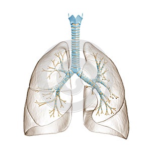 Human lungs with bronchial tree or trachea with bronchi 3D rendering illustration. Blank anatomical diagram or chart on white