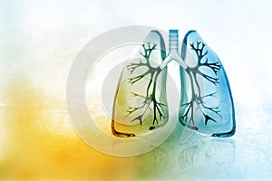 Human lungs photo