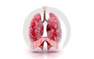 Human lungs