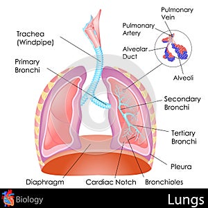 Human Lungs