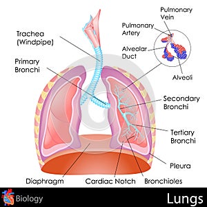 Human Lungs photo